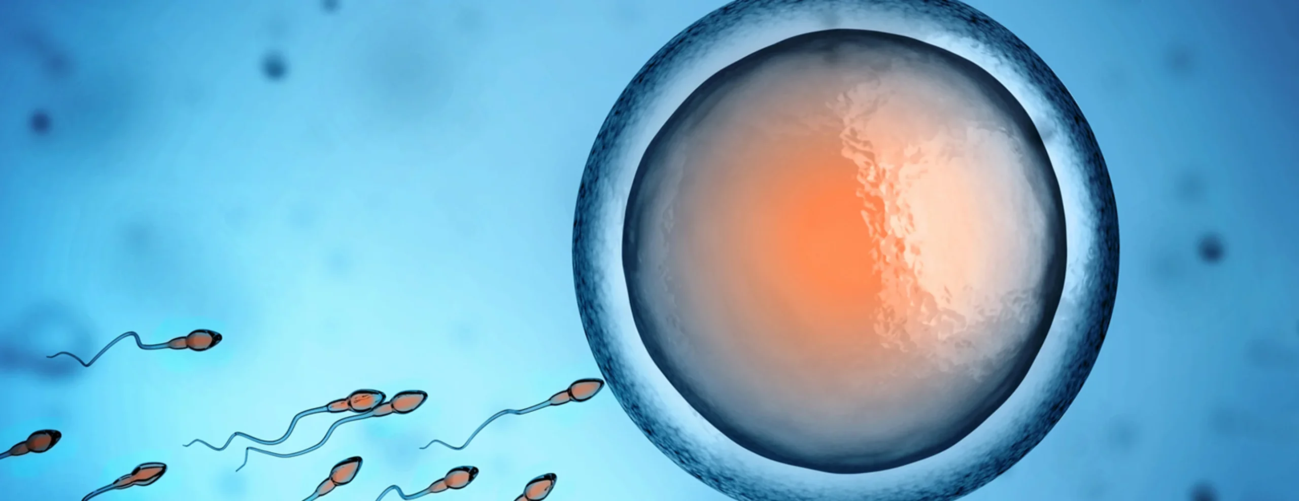 conception sperm and egg