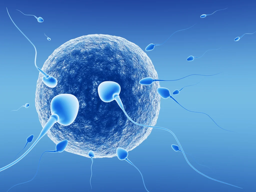 sperm cells approaching a blue egg cell against a gradient background
