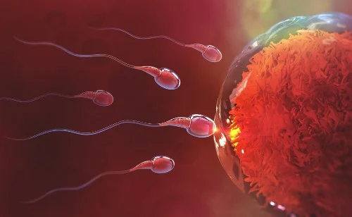 conception sperm and egg